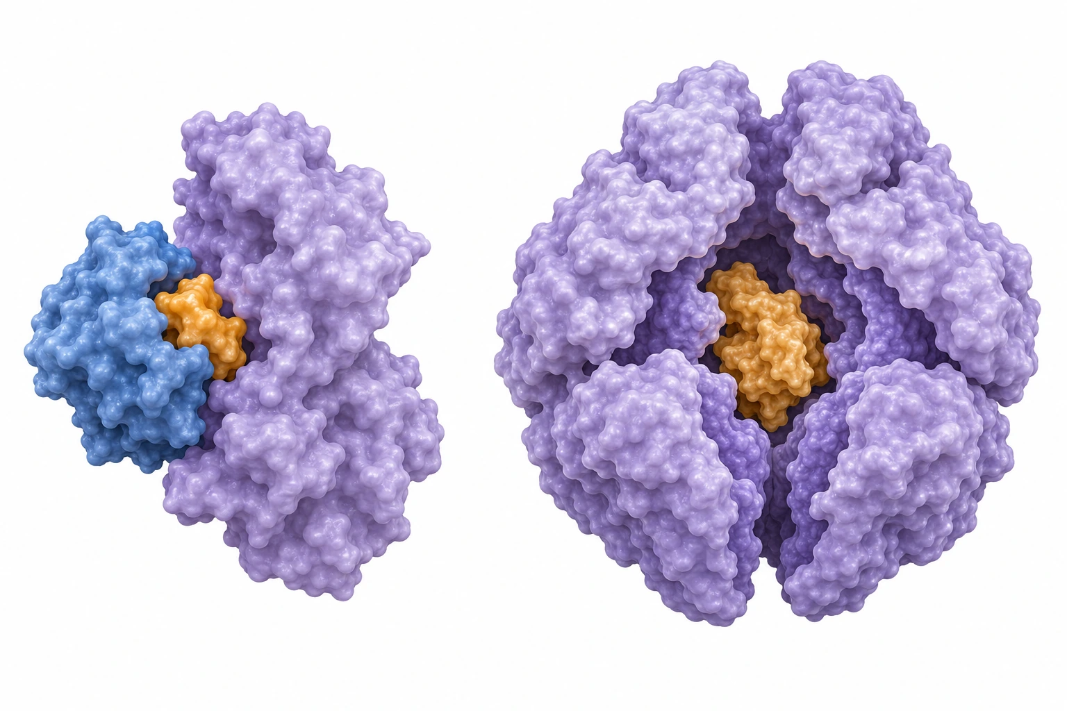 Carrier and regulatory proteins