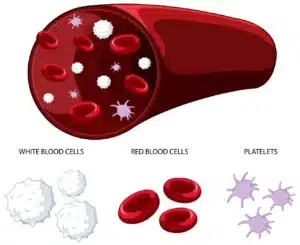 Sources of platelets Exosomes