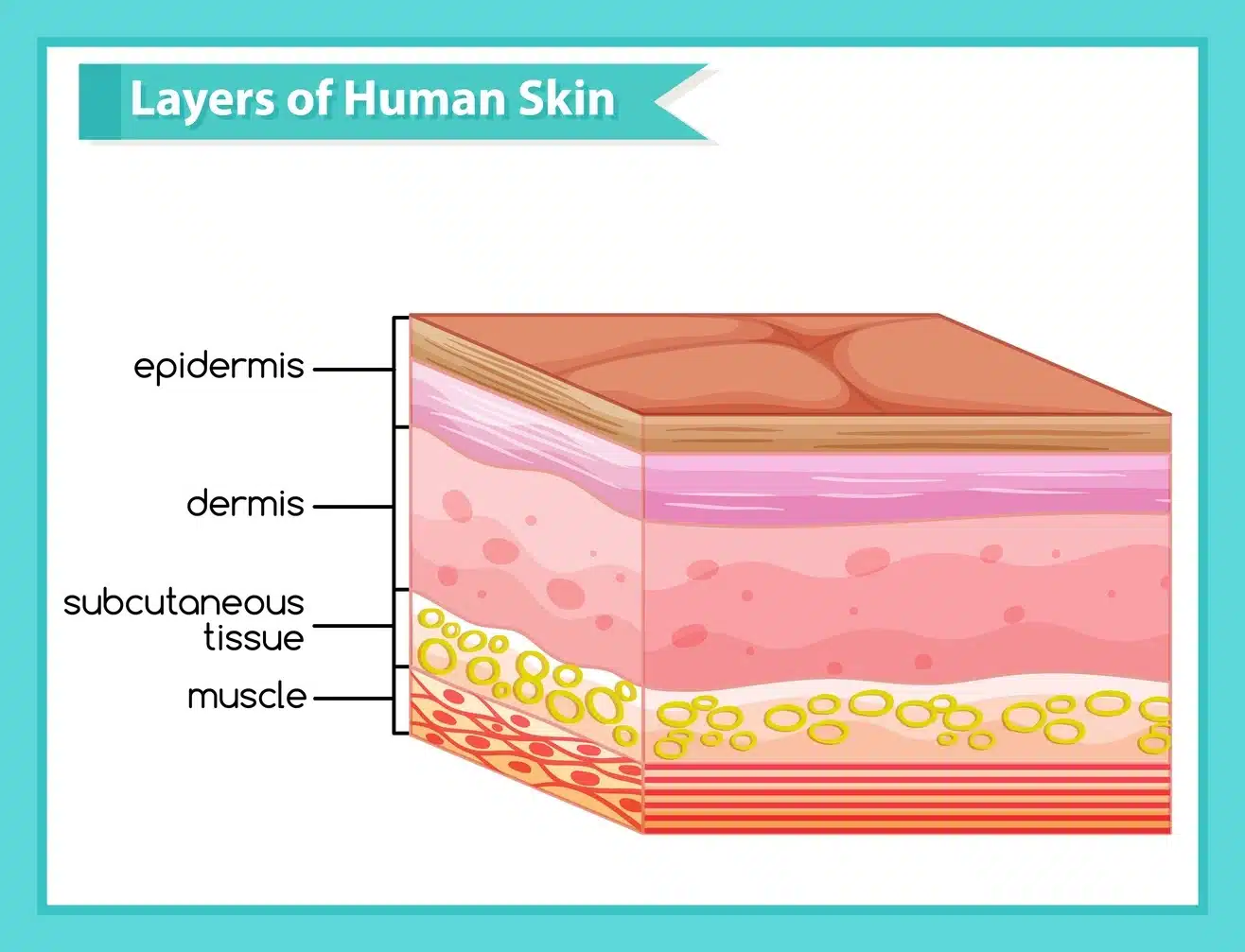 Bone Marrow stem cell Exosomes for tissue regeneration