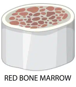 Sources of Exosomes in bone marrow