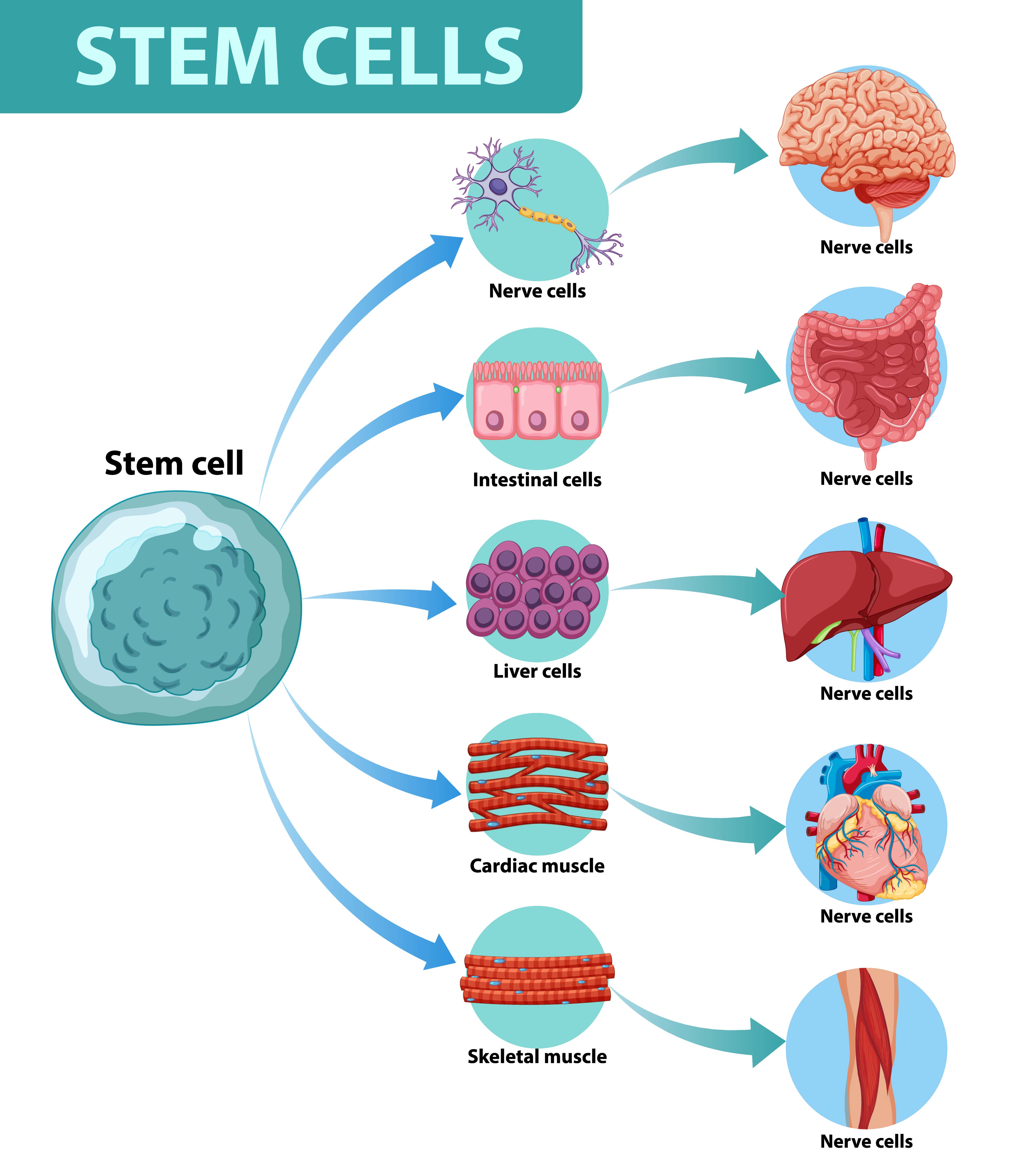 Cutting-Edge Research on Bone Marrow's Exosomes